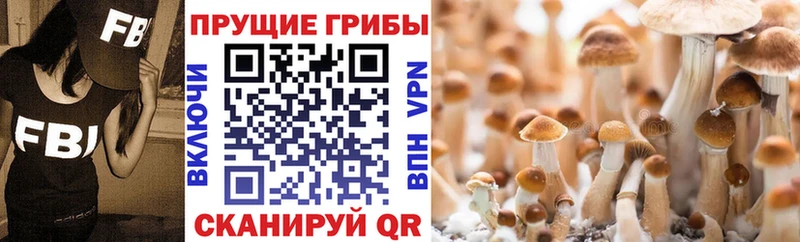 Купить где  Ставрополь  Галлюциногенные грибы ЛСД 